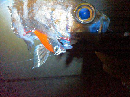 JADEフィッシュ！